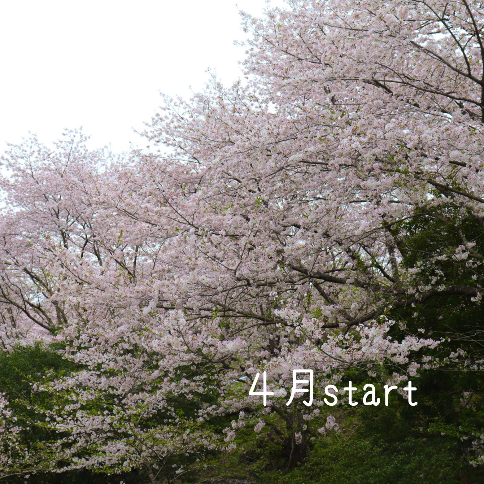 新年度スタート 桜